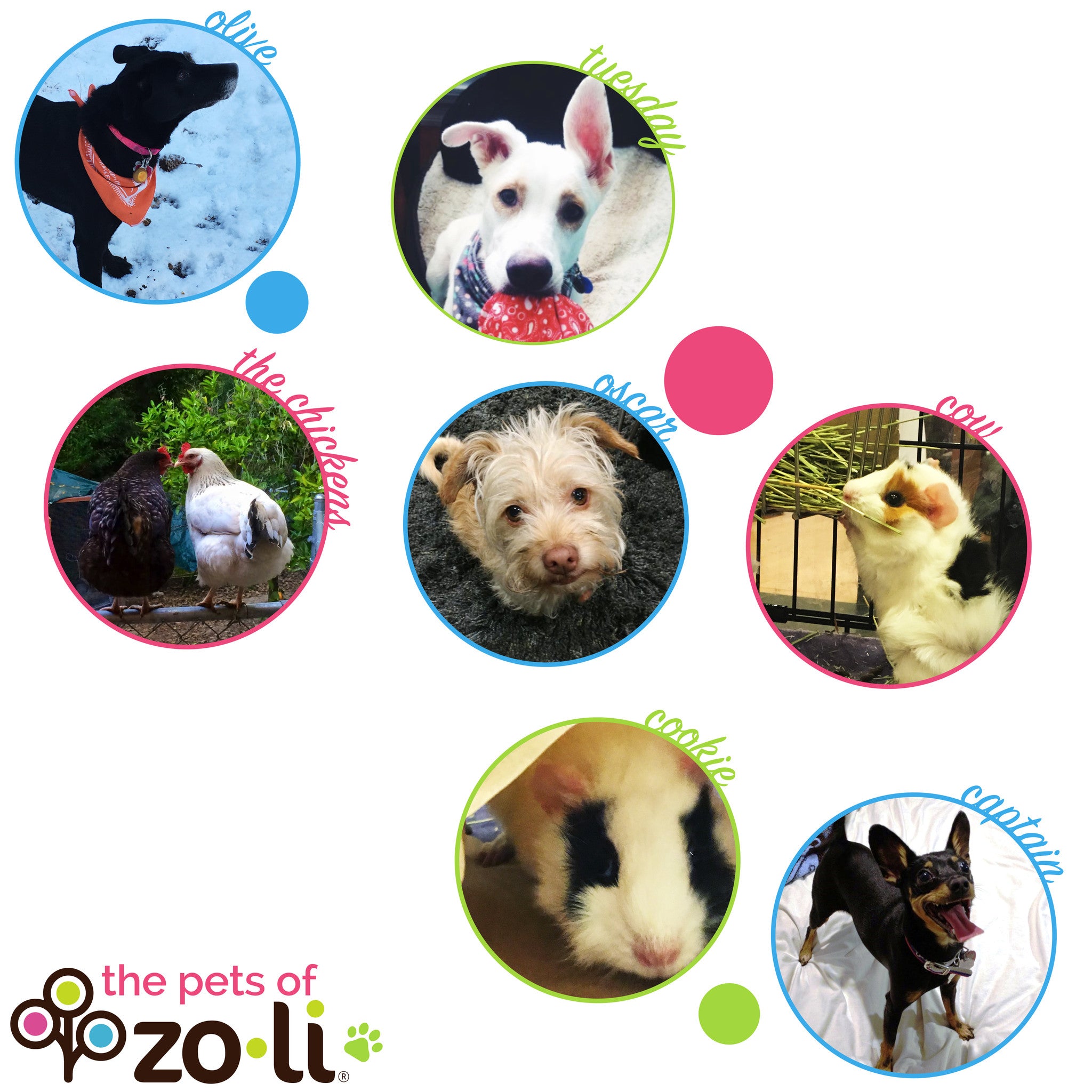 The Pets of ZoLi HQ