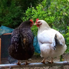 Raising Chicks Update