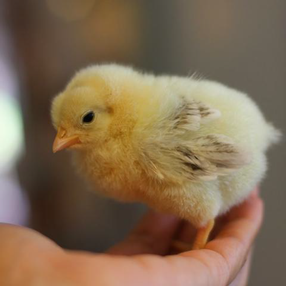 Raising Chicks